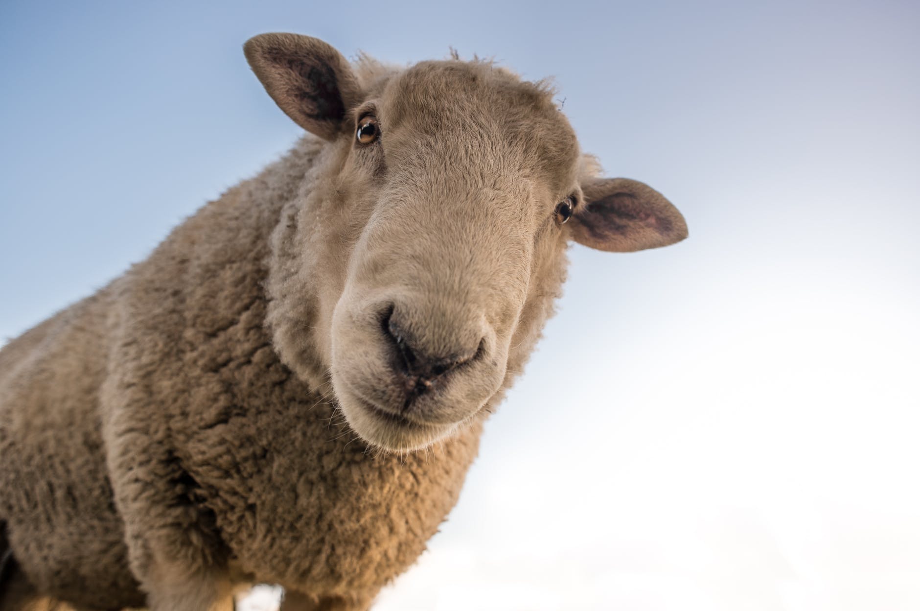 focus photo of brown sheep under blue sky